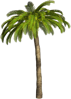 Palmtree